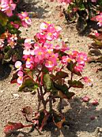 Begonia (Gracilis X Semperflorens) cv. Stara Rose (fam Begoniacees) (01) (Photo F. Mrugala)